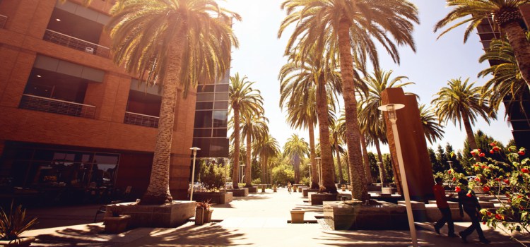 Palm trees lining a street on a sunny day in Palo Alto