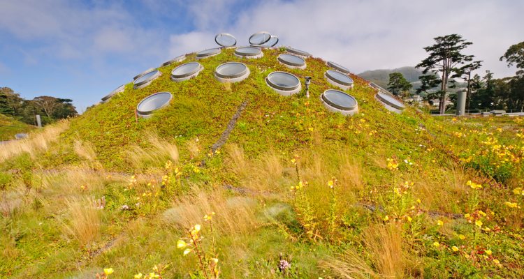 california academy of sciences