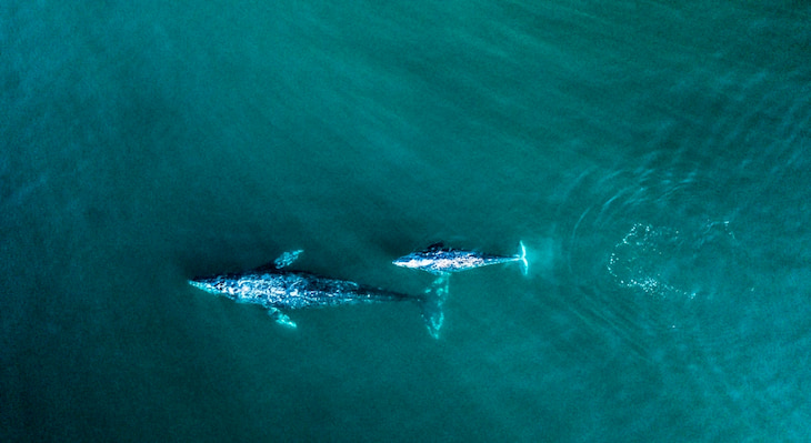 aerial view of a gray whale and her calf swimming in the open ocean near Cray Whale Cove State Beach in California