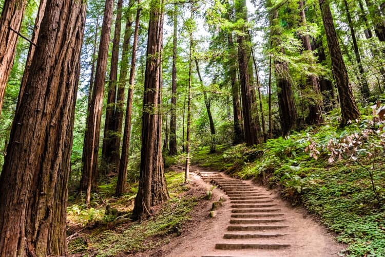 a view of a stairway path going up a hill in a green forest